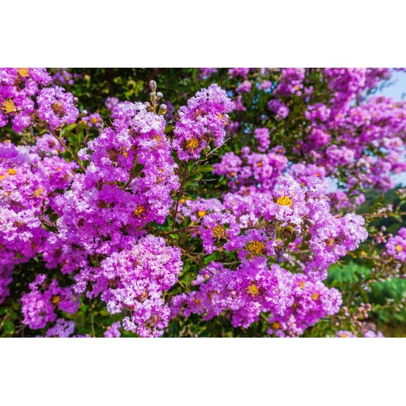 35 LILAC Light Purple CREPE MYRTLE Lagerstroemia Indica Flowering Shrub Bush Small Tree Seeds