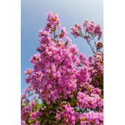 35 Light PINK CREPE MYRTLE Crape Tree Shrub Lagerstroemia Indica Flower Seeds