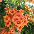 thumbnail image 1 of Trumpet Creeper SeedsITSC&nbsp;Campsis Radicans Attract Hummingbirds, Bees, and Butterflies Low Maintenance Fast Growing Deciduous Vine Trellis Outdoor Arbor 25Pcs Flower Seeds by YEGAOL Garden, 1 of 3