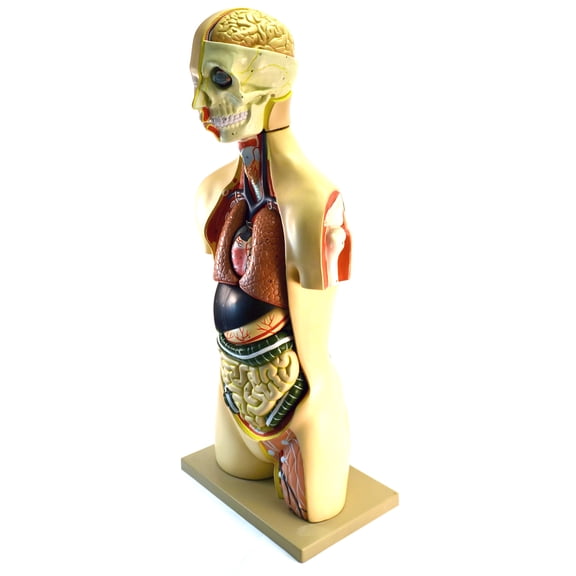 35" Premium Life Size Human Torso, Sexless, 15 Part, Highly Detailed Anatomical Model - Open Back