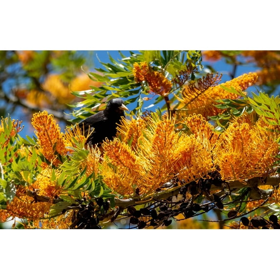 35 SILKY OAK TREE Orange Flower Southern Silver Oak Grevillea Robusta Seeds