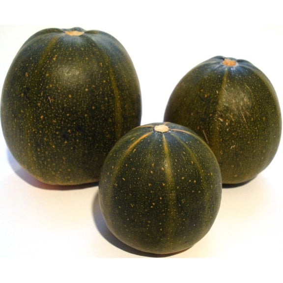 35 Seeds Sweet TATUME SQUASH Cucurbita Pepo Calabash Calabacita Mexican Zucchini Seeds
