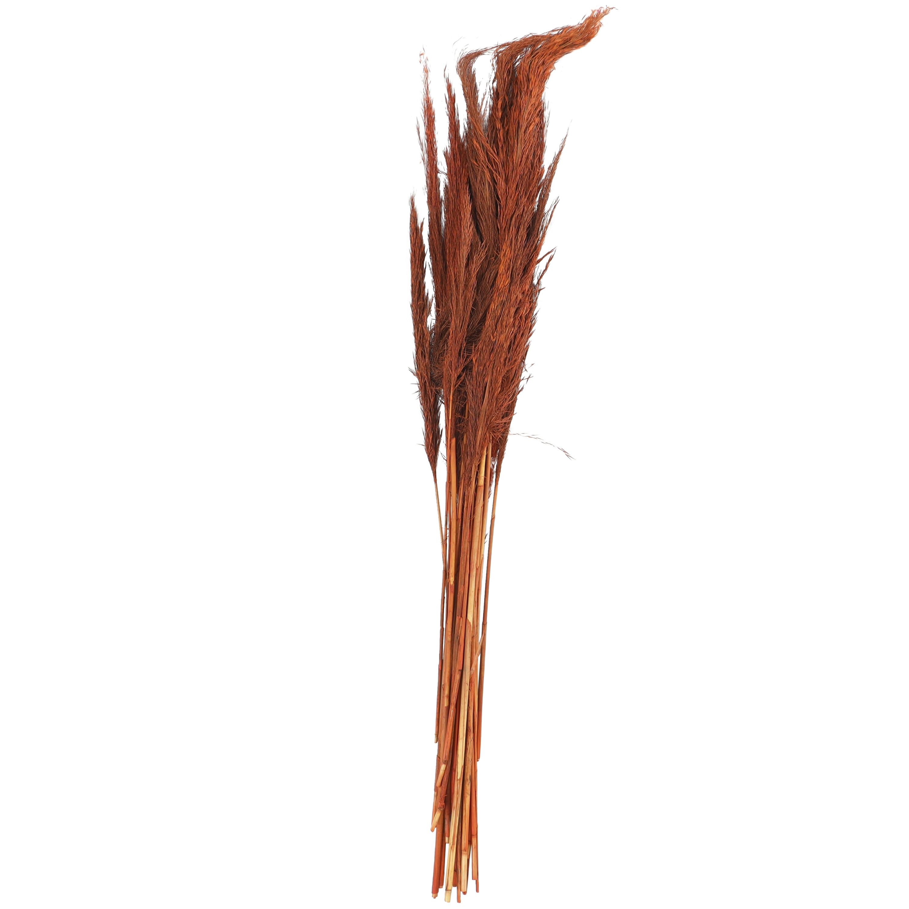 35" Tall Dried Plant Natural Foliage Pampas Grass Bouquet, by DecMode