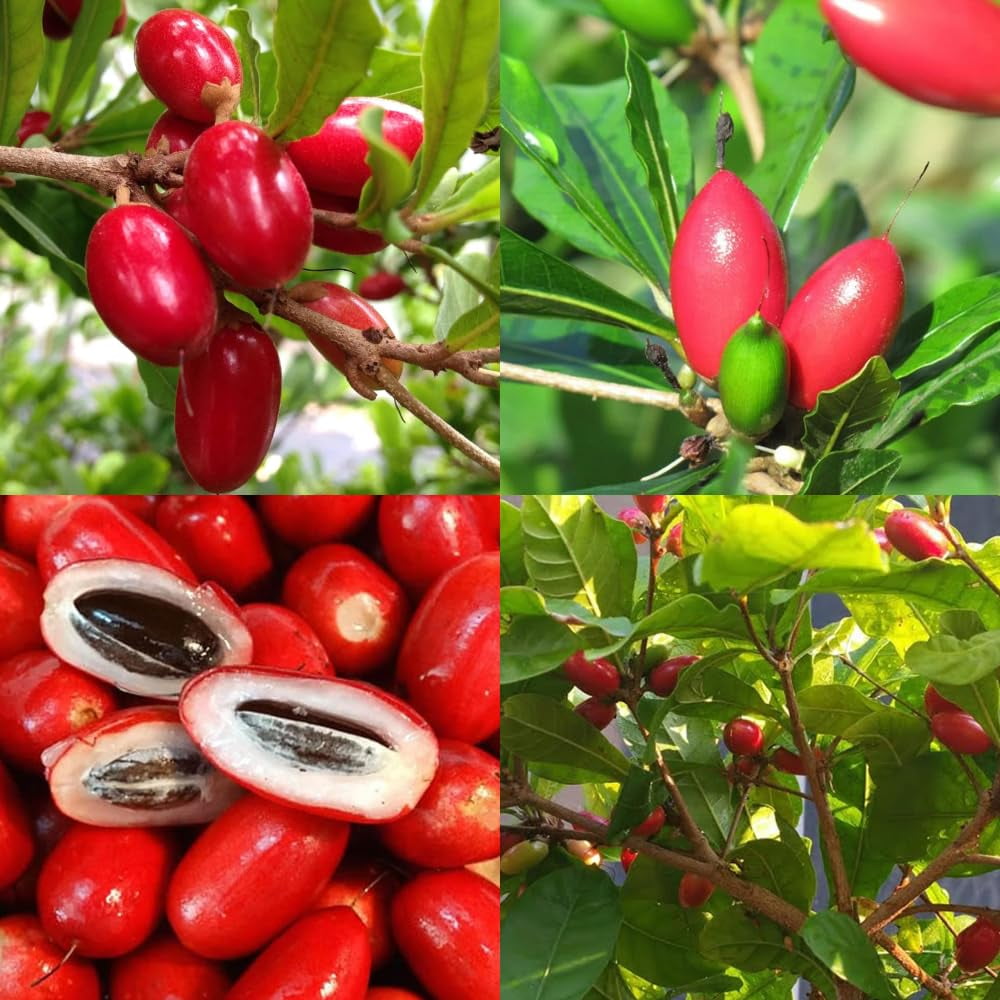 35+Tropical Miracle Berry Fruit DHF10 Seed for Planting OutdoorEdible
