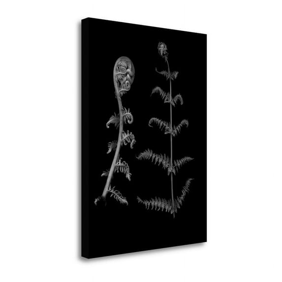 35" x 47" Floral B - W - 23 By Alan Blaustein Print on Canvas Fabric Multi-Color
