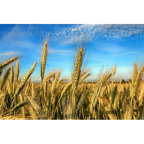 350 AROOSTOOK RYE Secale Cereale Cereal Grain Hardy Winter Cover Crop Seeds