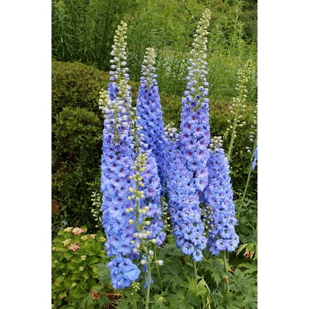 350 Blue with Pink ROCKET LARKSPUR DELPHINIUM Consolida Ajacis Seeds