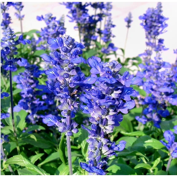 350 Mealy Blue Sage Seeds Blue bedder Fragrant leaves Salvia Farinacea Non-GMO Heirloom Variety Blue Flower