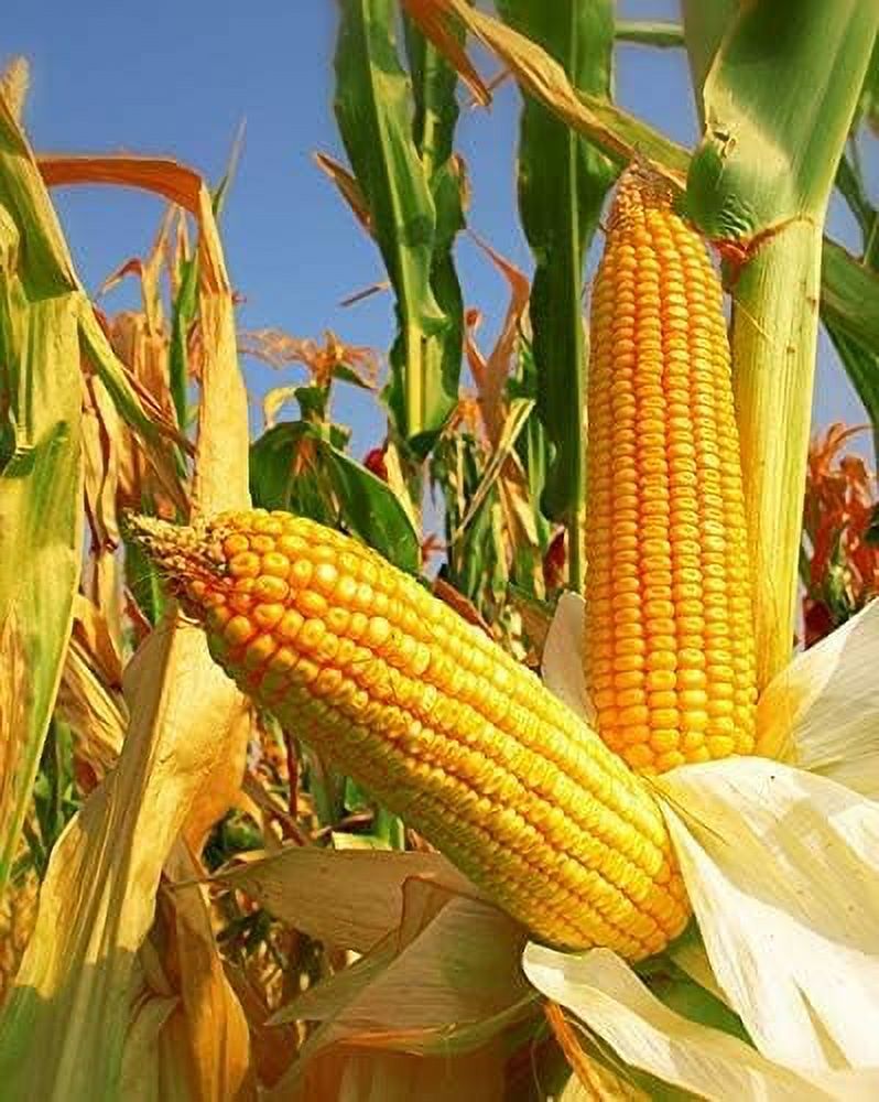 350 Yellow Dent Corn Kernels Grain Corn Field Corn For Corn Meal