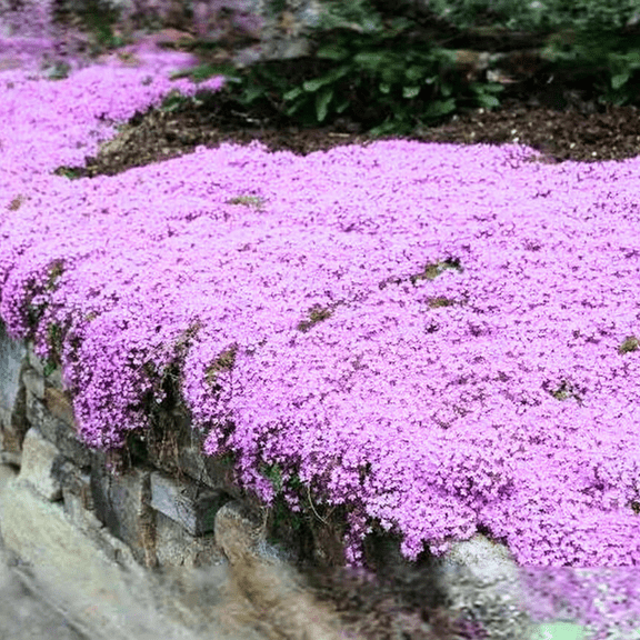 3500 Creeping Thyme Seeds, Creeping Thyme Ground Cover Flower Seeds for Planting
