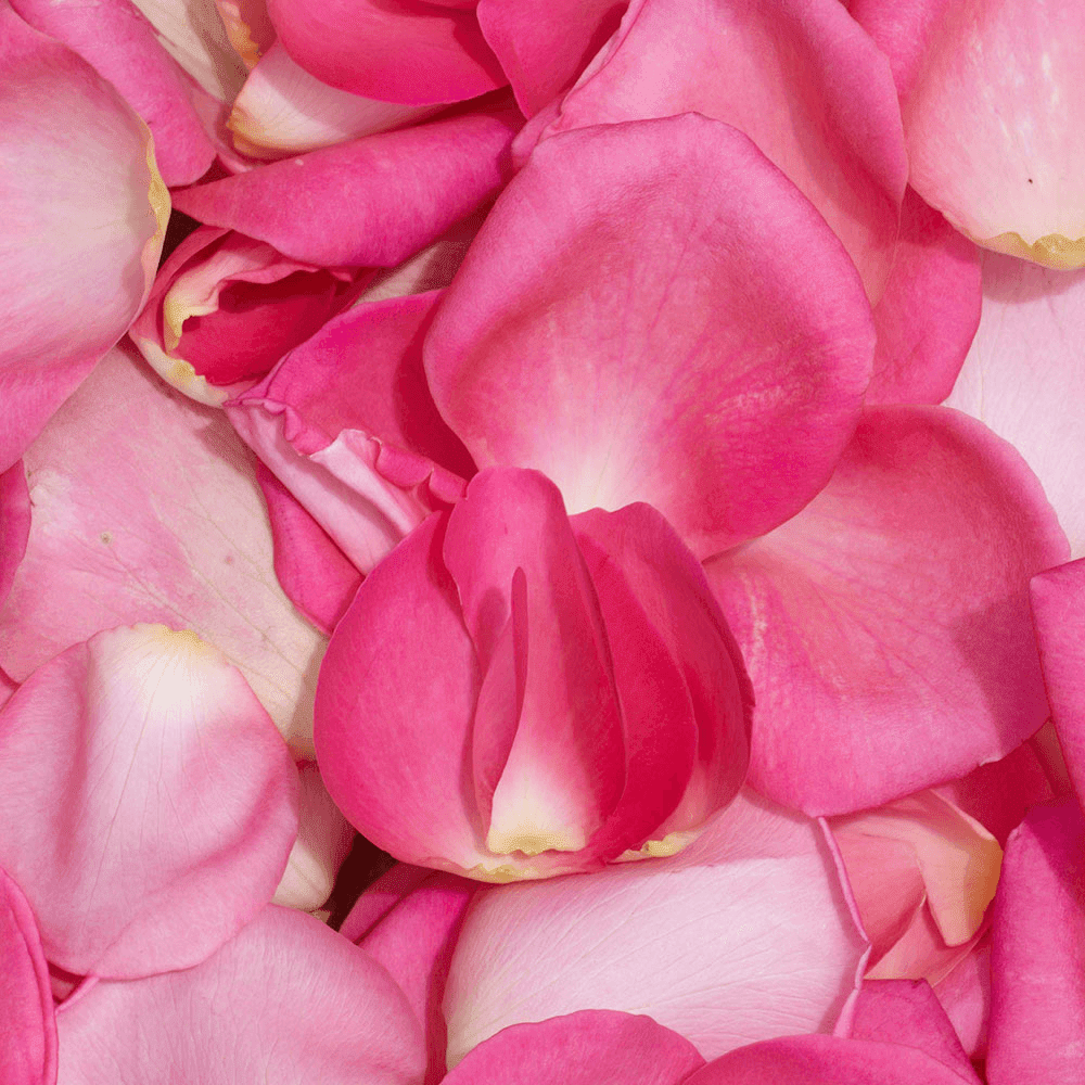 Rose Petals Pretty in Pink. 2400 Petals - 60 Cups Real Rose Petals. Wedding  Petals.