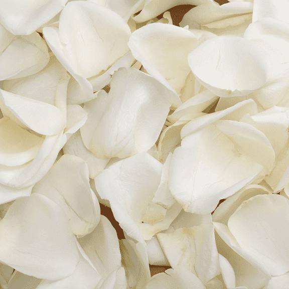 3500 White Rose Petals- Beautiful Fresh Cut Flowers- Express Delivery