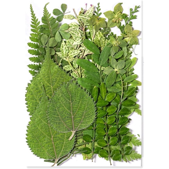35Pcs Dried Pressed Flowers Leaves for Crafts Art DIY Preserved Natural Herbs Ferns Real Assorted Dry Greenery Leaves Plant Leaf for Resin Paper Making Bookmarks Decor Cakes Candles Handmade Green