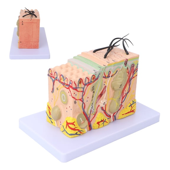 35X Enlarged Anatomical Skin Model 3 Dimensional Teaching Aids for Cosmetology