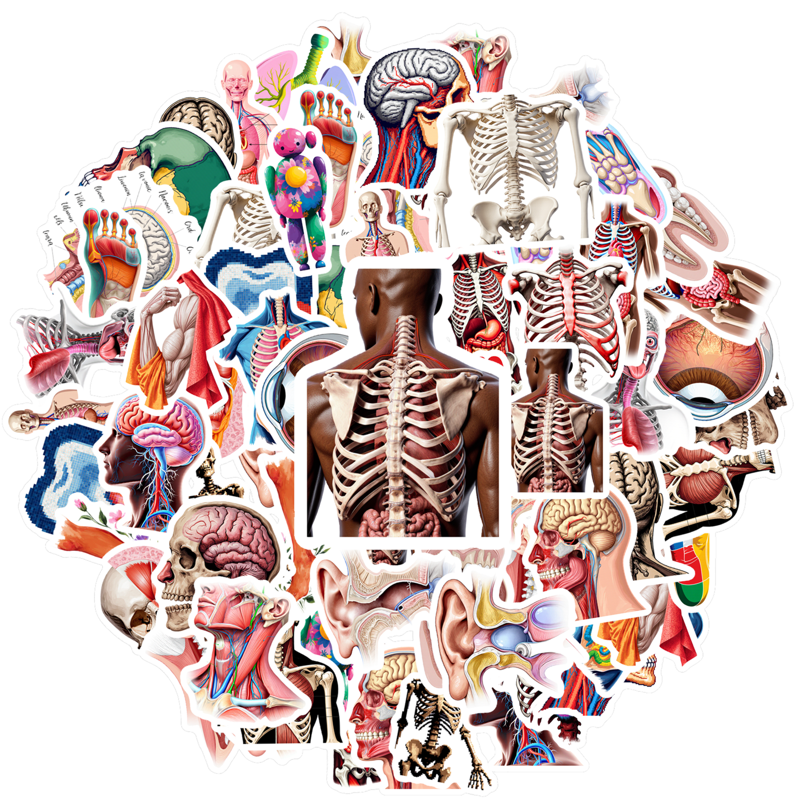 Skeletal System Sticker 35pcs Educational Anatomy Stationery Stickers Skull Kids Stickers Toy ...