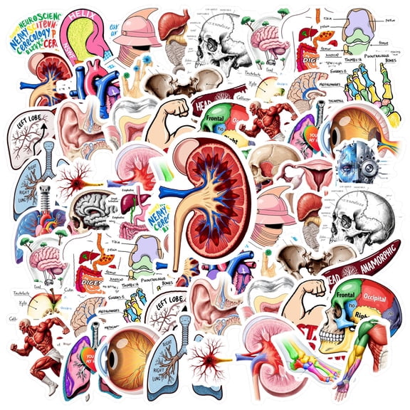 35pcs Educational Stickers Stationery Stickers Science Kids Stickers Graffiti Decals for Laptops Suitcase Phone