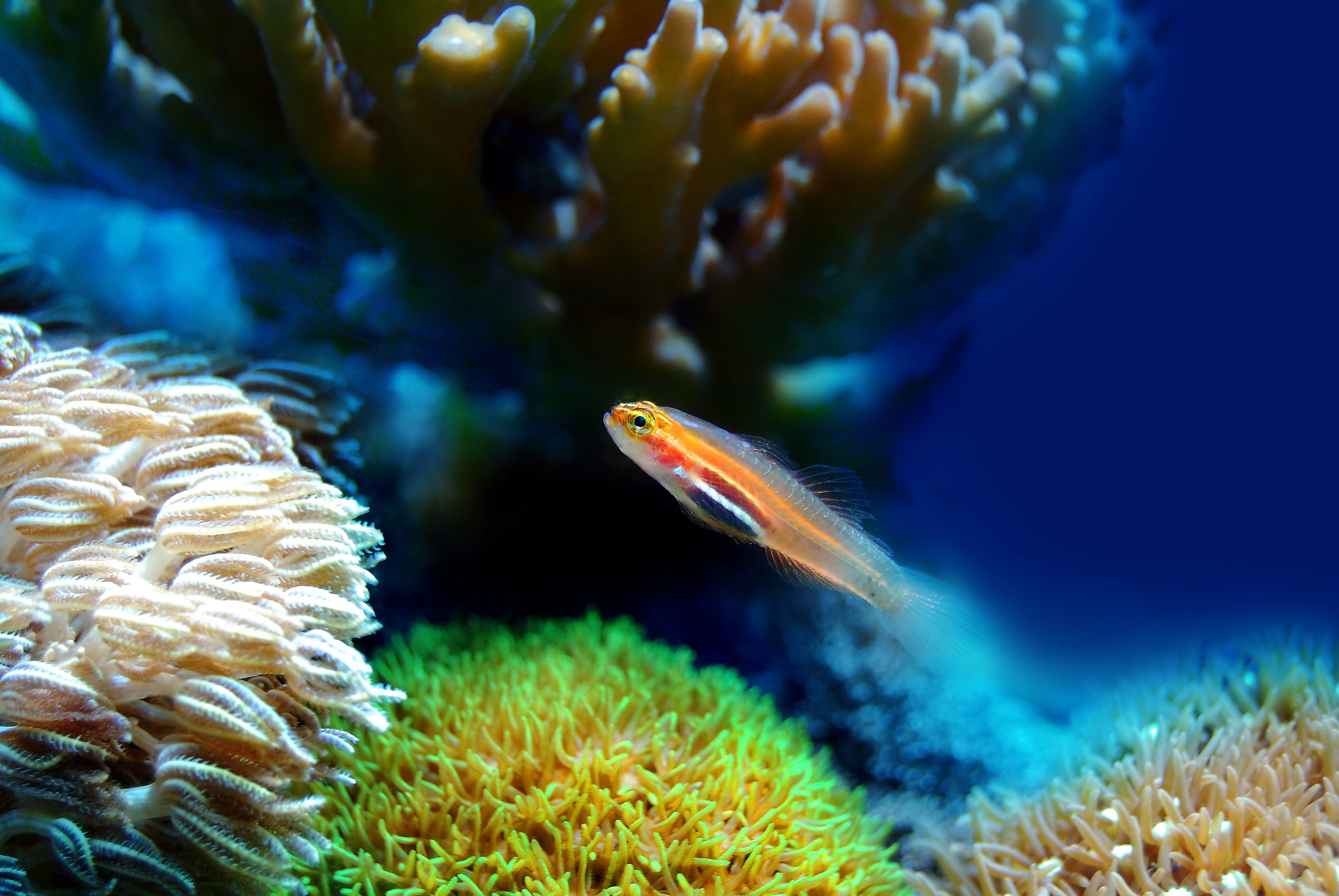 35x24in Coated Paper Fish Coral Sea Underwater Reef Water Marine ...