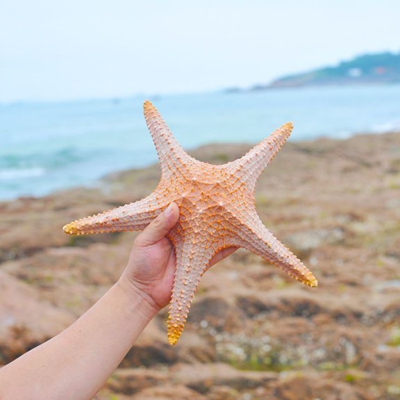 36-38cm Starfish Specimen Coastal Aquarium Decor Natural Marine Ornament Beach Style Home Display Prop Decorative Craft