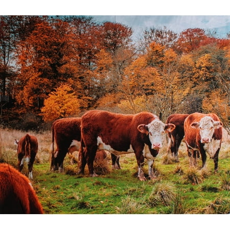 36" X 44" Panel Cows Farm Animals Autumn Leaves Trees Multicolor Cotton Fabric Panel (129855)