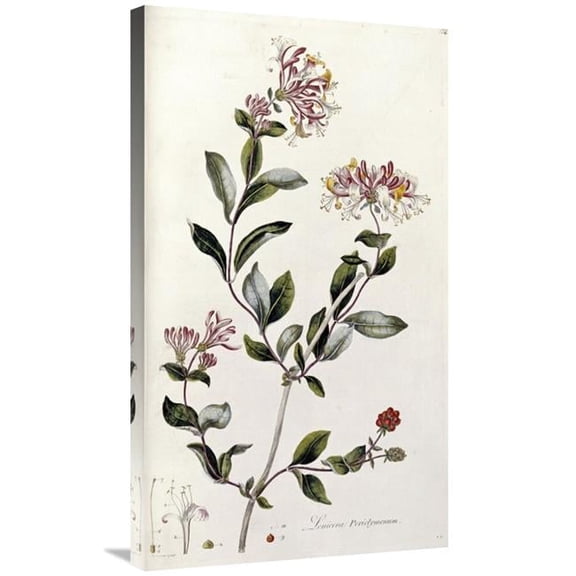 36 in. A Colour Plate from Curtis Flora Londinesis Art Print - William Curtis