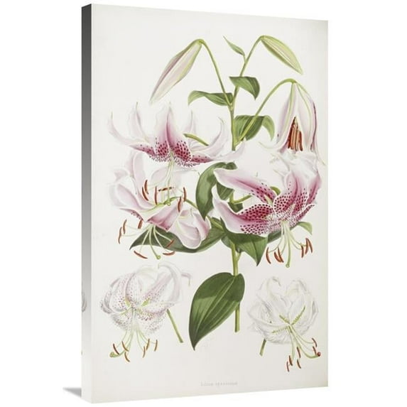 36 in. A Monograph of the Genus Lilium Art Print - Henry John Elwes