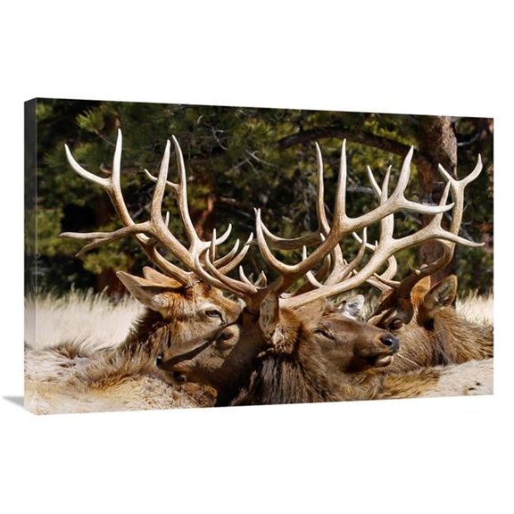 36 in. Antler Show Art Print - Vic Schendel