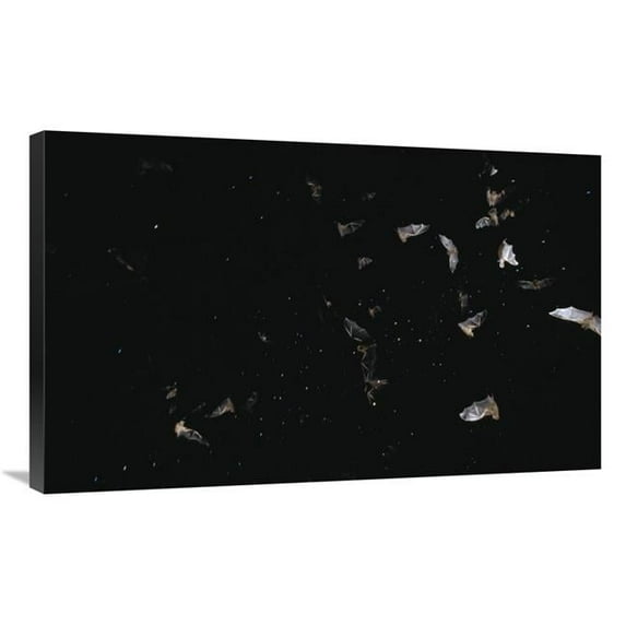 36 in. Bats Flying Against Starry Night Sky, Pantanal, Brazil Art Print - Konrad Wothe