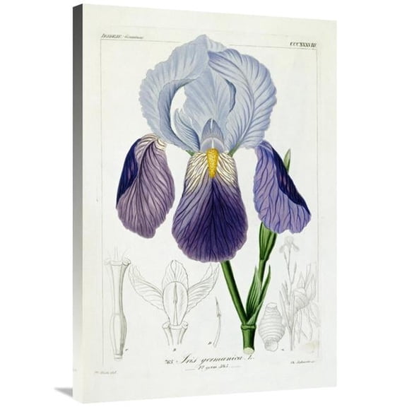 36 in. Bearded Iris Art Print - H.G.L. Reichenbach