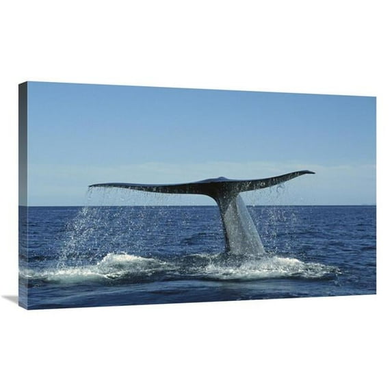 36 in. Blue Whale Raising Fluke for Deep Dive, Sea of Cortez, Baja California, Mexico Art Print - Tui De Roy