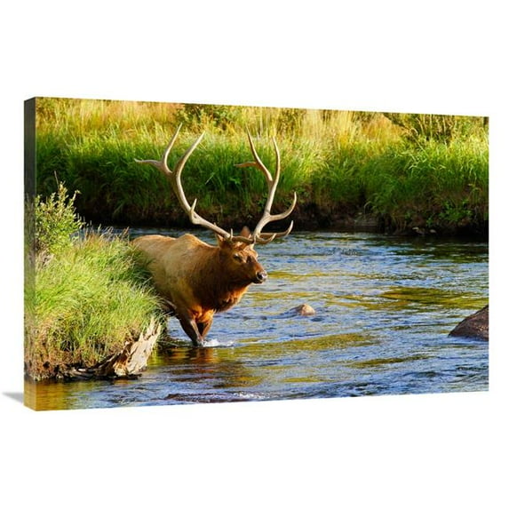 36 in. Bull Elk in the Stream Art Print - Vic Schendel