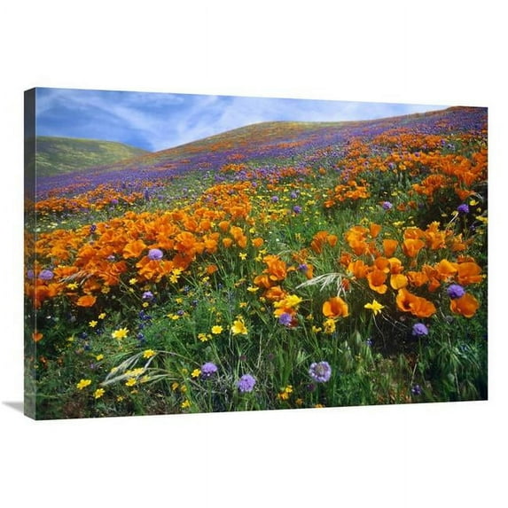 36 in. California Poppy & Other Wildflowers Growing on Hillside, Spring, Antelope Valley, California Art Print - Tim Fitzharris