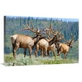thumbnail image 1 of 36 in. Elk Art Print - Vic Schendel, 1 of 1