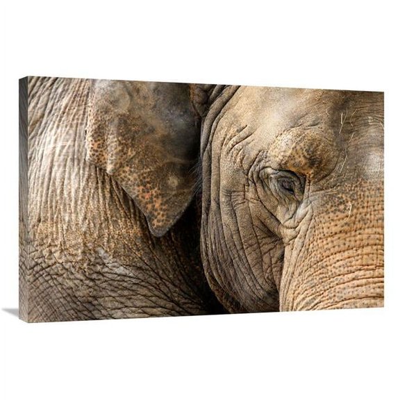 36 in. Eye of the Elephant Art Print - Vic Schendel