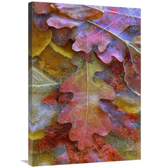 36 in. Fallen Autumn Colored Oak Leaves Frozen on the Ground Art Print - Tim Fitzharris