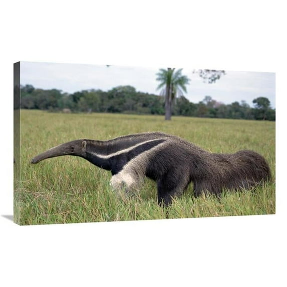 36 in. Giant Anteater, Pantanal, Brazil Art Print - Tui De Roy