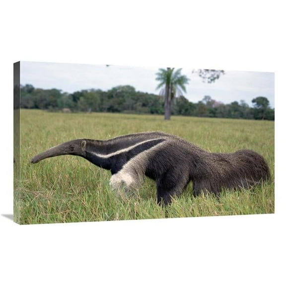36 in. Giant Anteater, Pantanal, Brazil Art Print - Tui De Roy