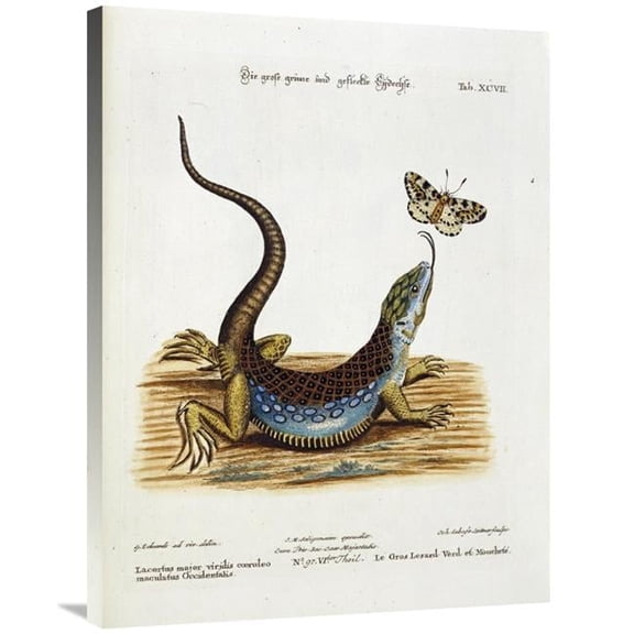 36 in. Lizard Chasing a Butterfly Art Print - Johann Michael Seligman