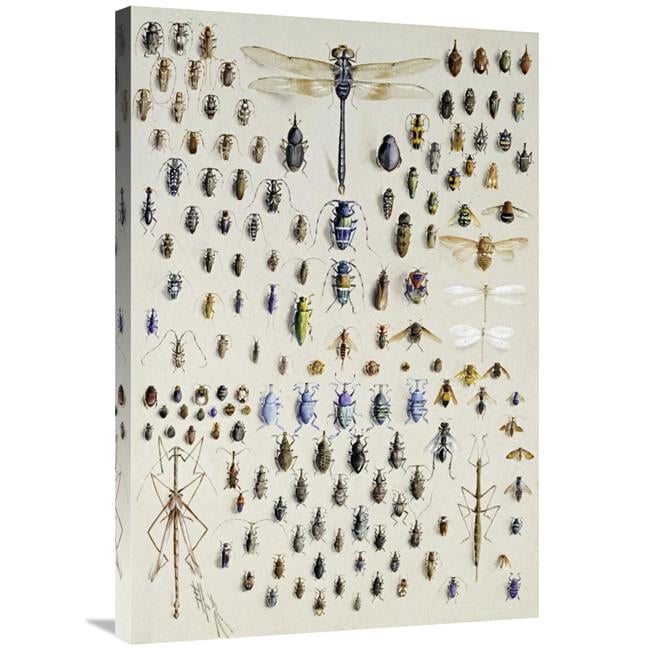 William Roe Insects 36 in. One Hundred & Fifty Insects Art Print - Nmarian Ellis Rowan ...