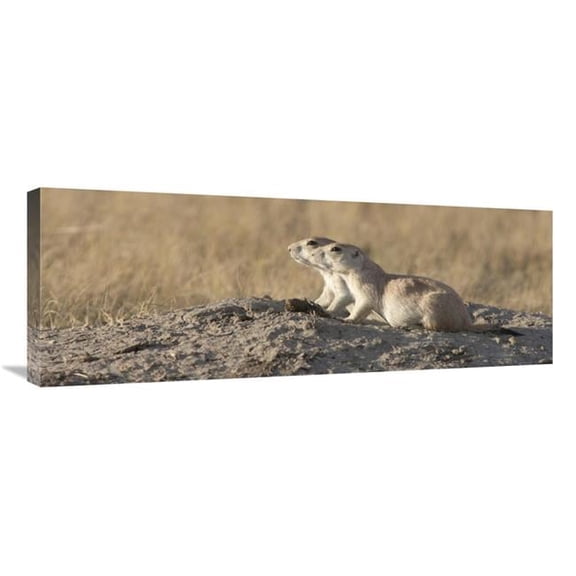 36 in. Prairie Dog Pair, Grasslands National Park, Saskatchewan, Canada Art Print - Matthias Breiter