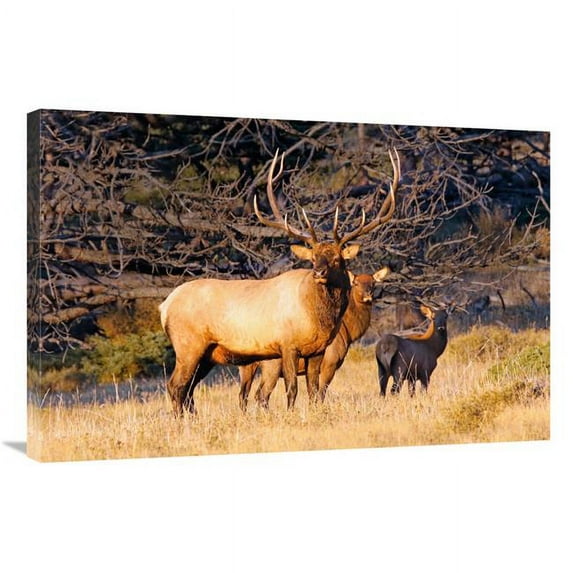 36 in. Protection Art Print - Vic Schendel