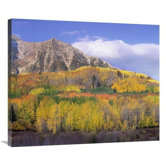 36 in. Quaking Aspen Forest in Autumn, Marcellina Mountain, Raggeds Wilderness, Colorado Art Print - Tim Fitzharris
