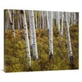 thumbnail image 1 of 36 in. Quaking Aspen Trees in Autumn Art Print - Tim Fitzharris, 1 of 1