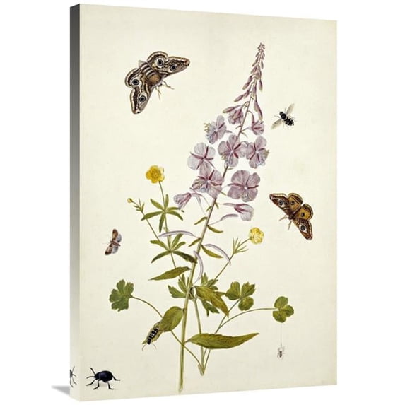 36 in. Rosebay Willowherb & Buttercups Art Print - Thomas Robins Jr.