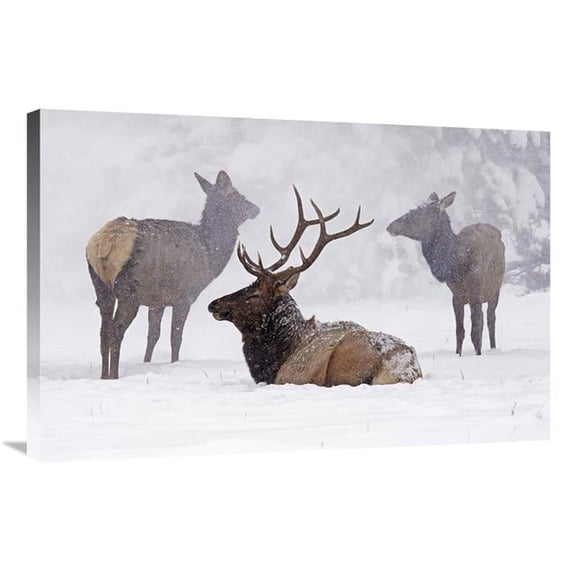 36 in. Sitting out the Storm Art Print - Vic Schendel