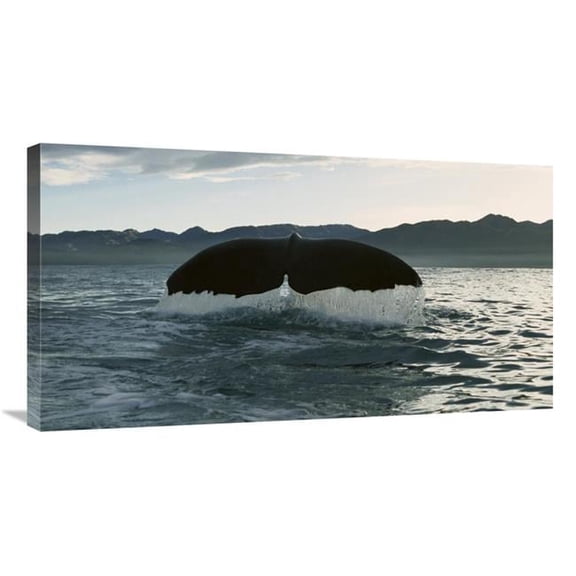 36 in. Sperm Whale Diving, New Zealand Art Print - Flip Nicklin