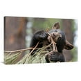 thumbnail image 1 of 36 in. Teething Bear Cub Art Print - Vic Schendel, 1 of 1