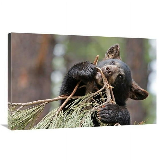 36 in. Teething Bear Cub Art Print - Vic Schendel