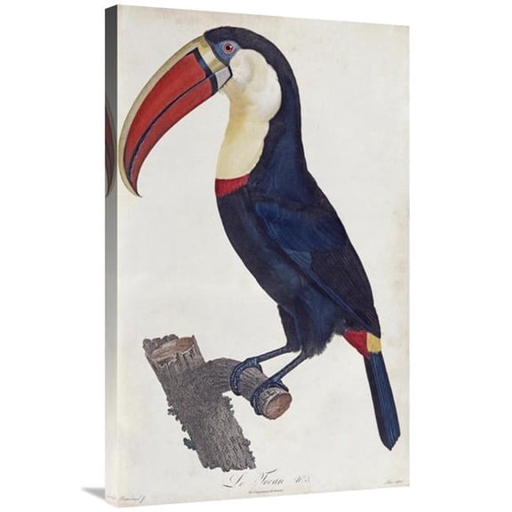 36 in. Toucan Art Print - Francois Levaillant