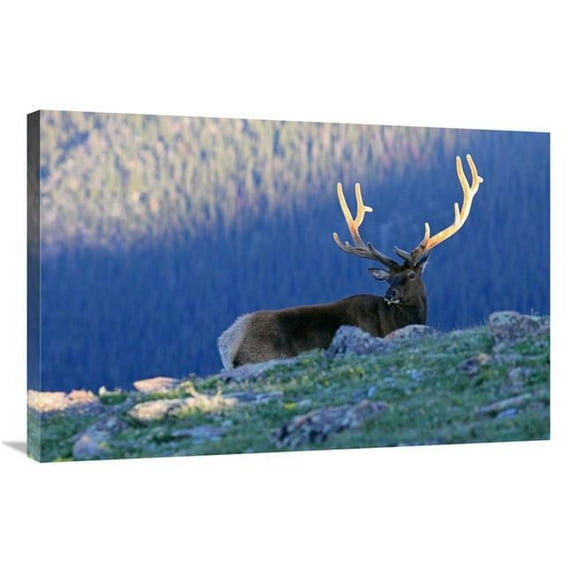 36 in. Velvet Sunrise Art Print - Vic Schendel