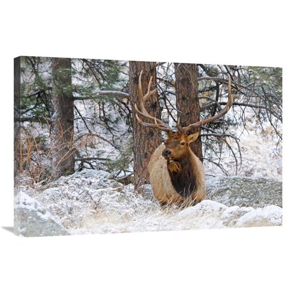 36 in. Winter Morning Art Print - Vic Schendel